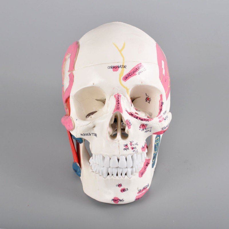 Skull Model with Muscle Attachments Ð Anatomical Teaching Skull for Dental & Medical Study