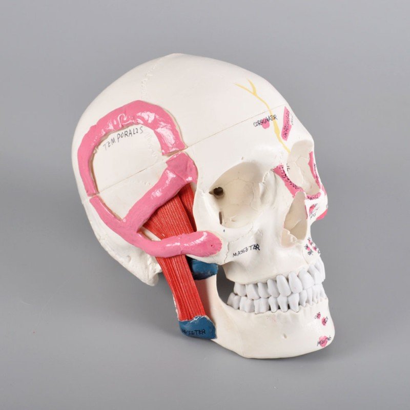 Skull Model with Muscle Attachments Ð Anatomical Teaching Skull for Dental & Medical Study - Image 2