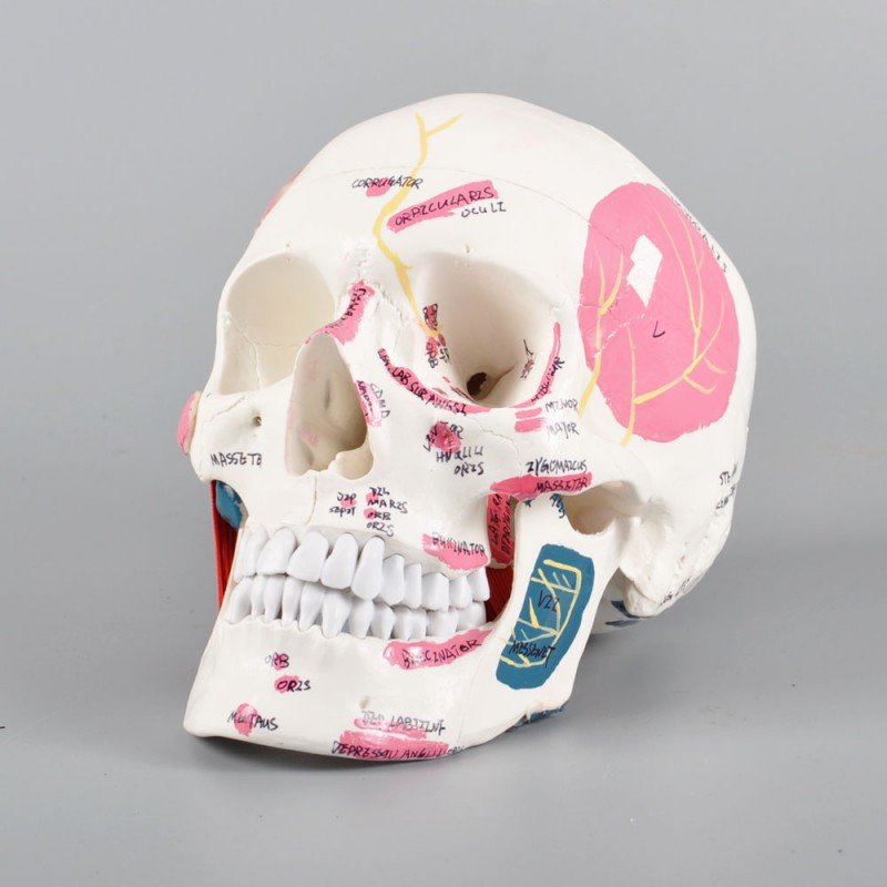 Skull Model with Muscle Attachments Ð Anatomical Teaching Skull for Dental & Medical Study - Image 4
