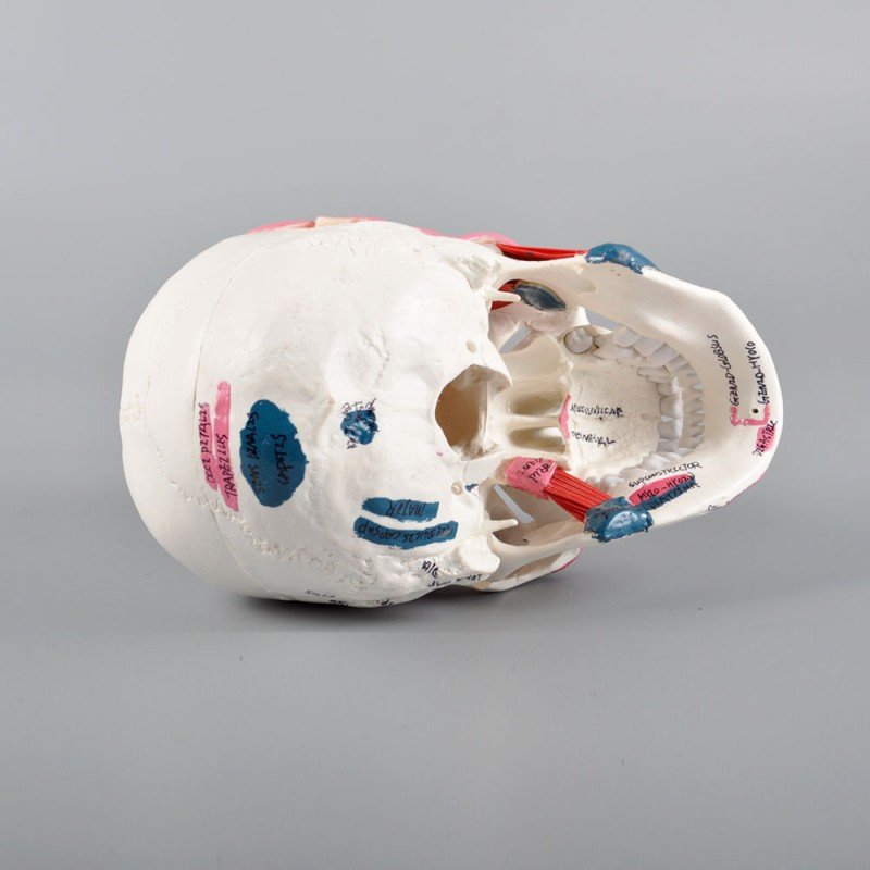 Skull Model with Muscle Attachments Ð Anatomical Teaching Skull for Dental & Medical Study - Image 3
